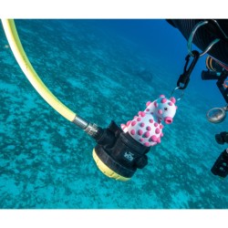 Accroche octopus Hippocampe pygmée