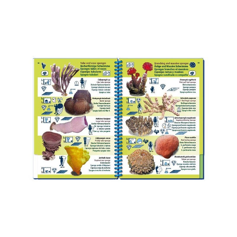 Livre immergeable Pictolife Pacifique Asiatique